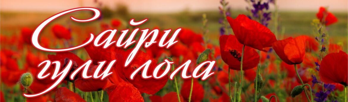 Сайри-гули-лола_1